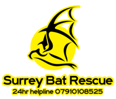 Surrey Bat Rescue